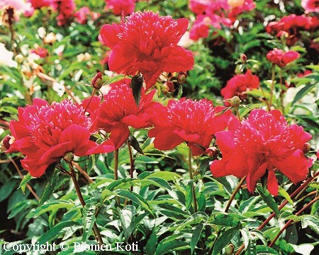 Paeonia lactiflora 'Instituteur Doriat' kiinanpioni